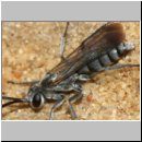 Pompilus cinereus - Wegwespe m11b 6mm Sandgrube Niedringhaussee.jpg